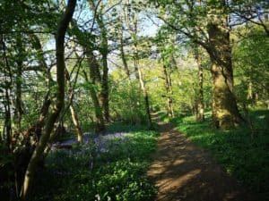 Flitwick Wood Bluebell path