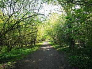 Flitwick Wood Path