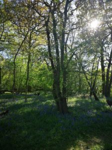 Flitwick Wood Shade