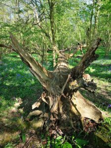 Flitwick Wood Trunk