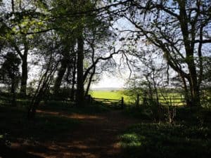 Flitwick Wood View