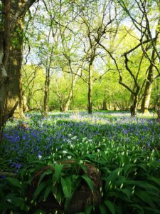 Flitwick woods 1