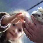 girl stroking a hedgehog