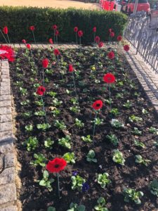 Poppy display in garden