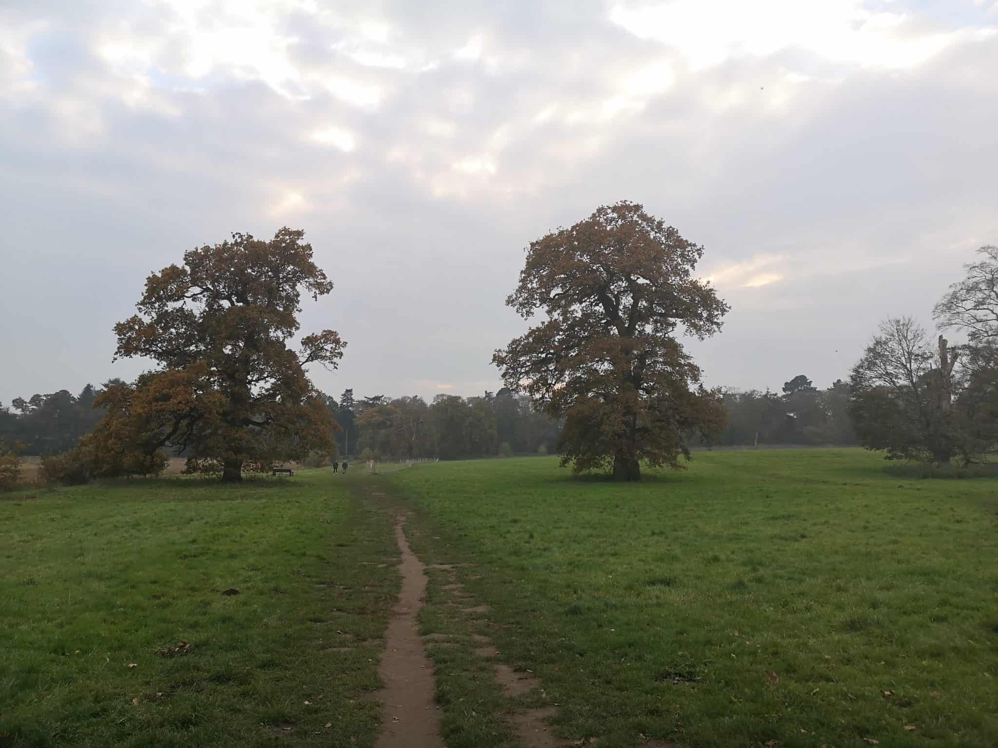 Trees at Manor Park