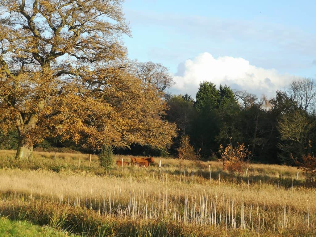 grassland at manor park