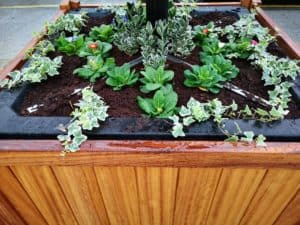 wooden planters with greenery