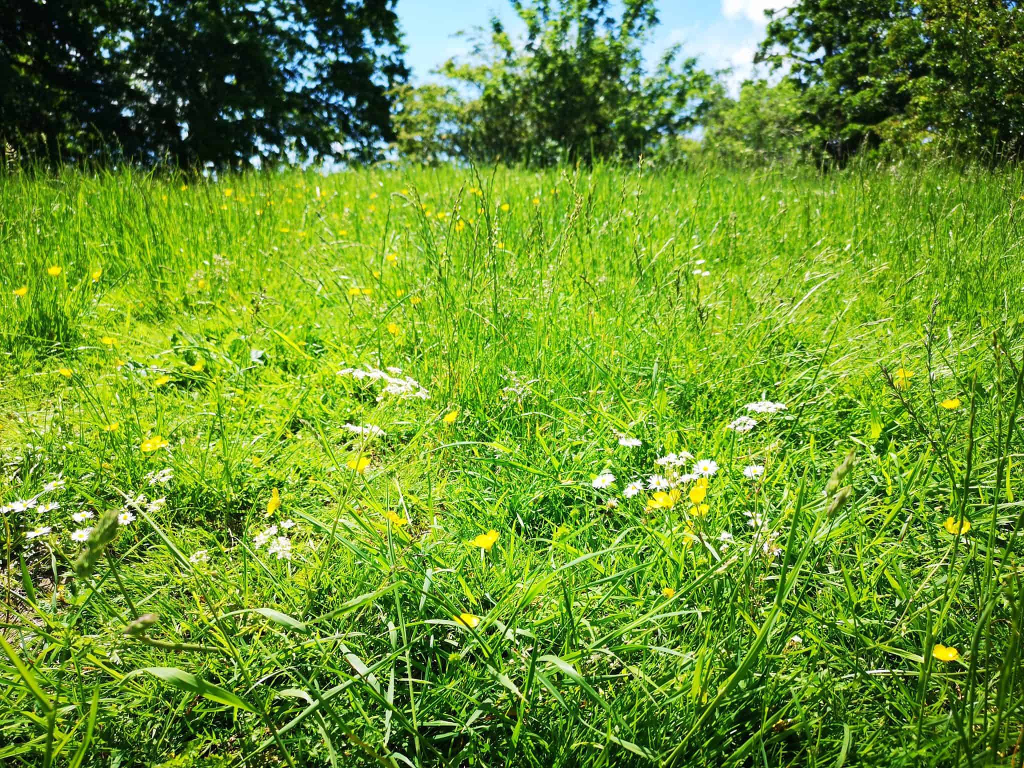 grass, buttercup and daisys