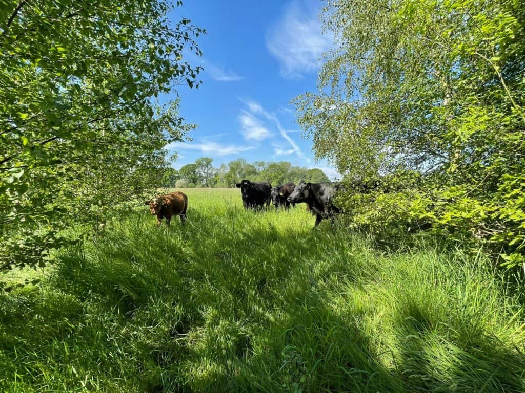 black cows in manor park