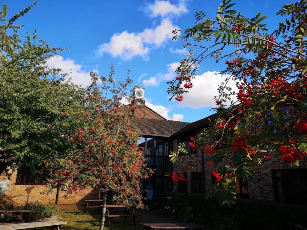 building with winter berries