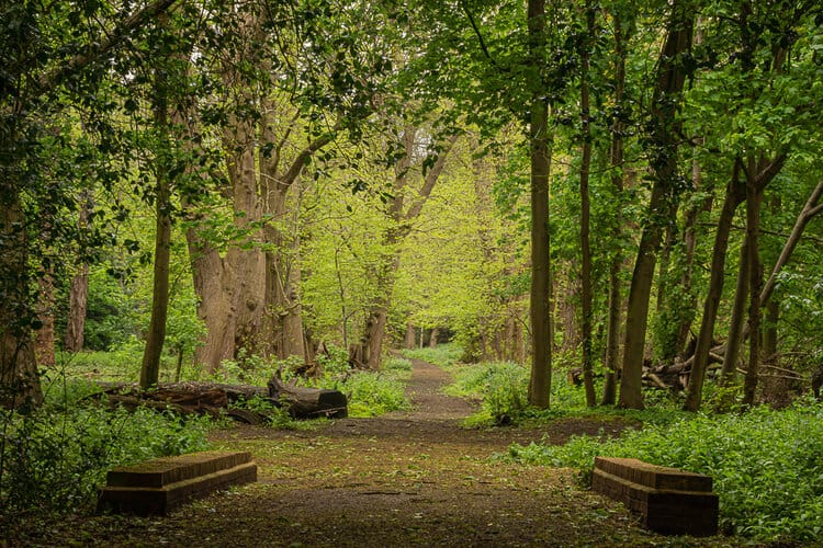 green trees at manor park by bridge