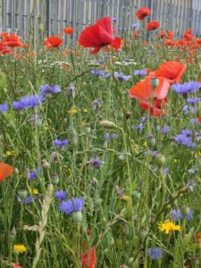 close up of red and blue wildflowers