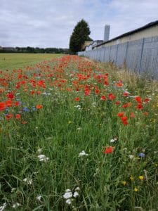 wildflowers in a park