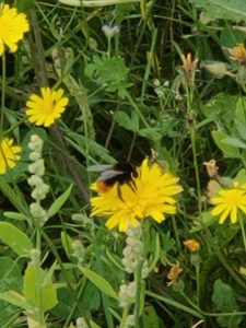 yellow wildflower with bees