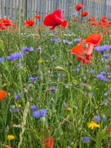 RED POPPIES