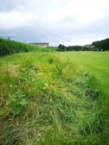 WILDFLOWER AREA AT HINKSLEY ROAD