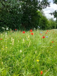 FLOWERS AND GRASS