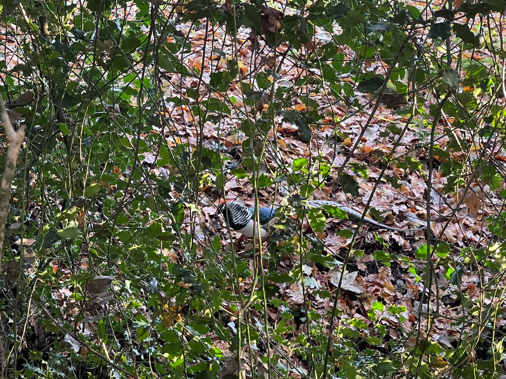 2018 Dodo Bird Sighting:  Experts React To The Impossible - nk1o2ca