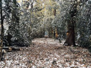 woods in manor park