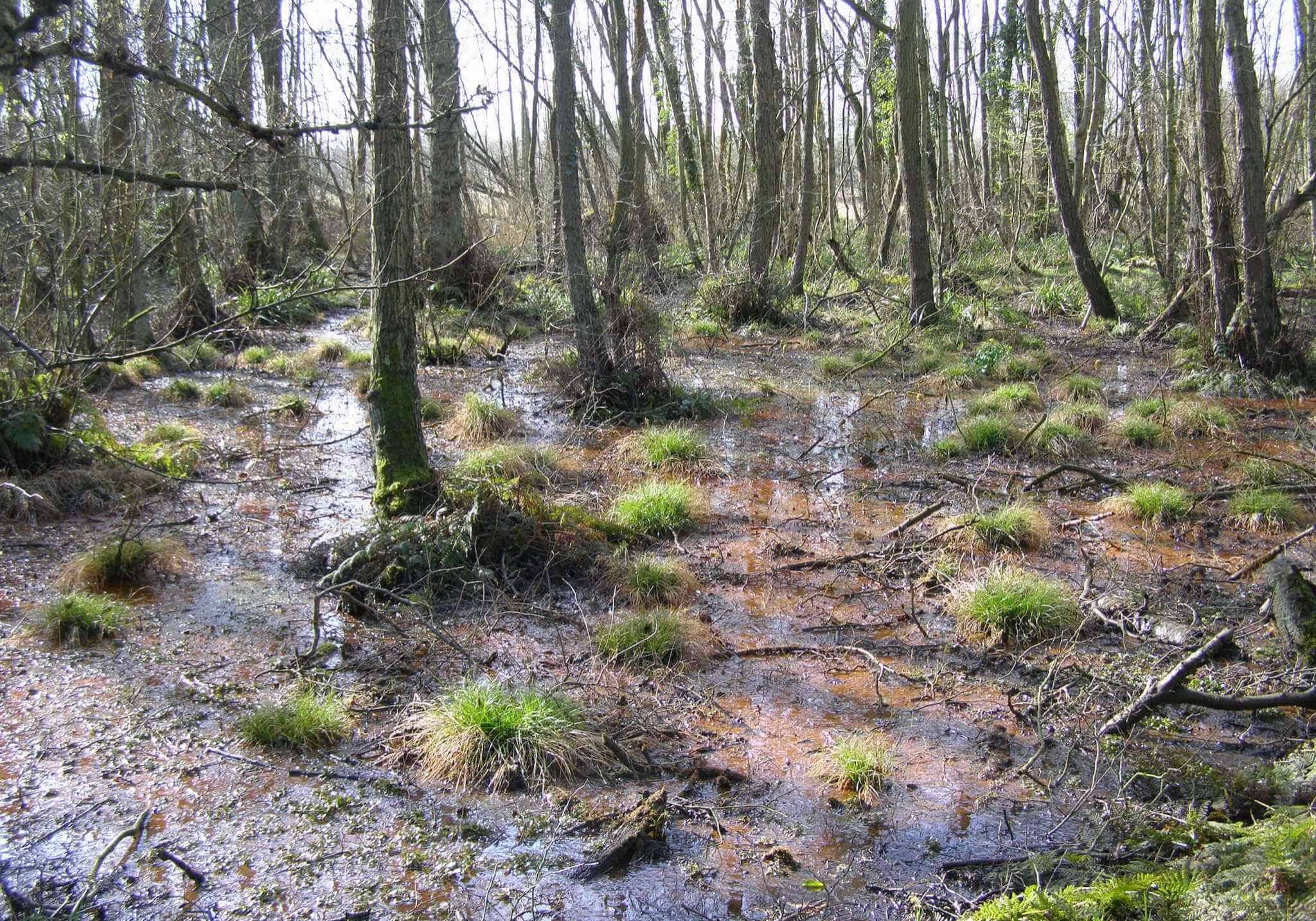 FLITWICK MOOR 2