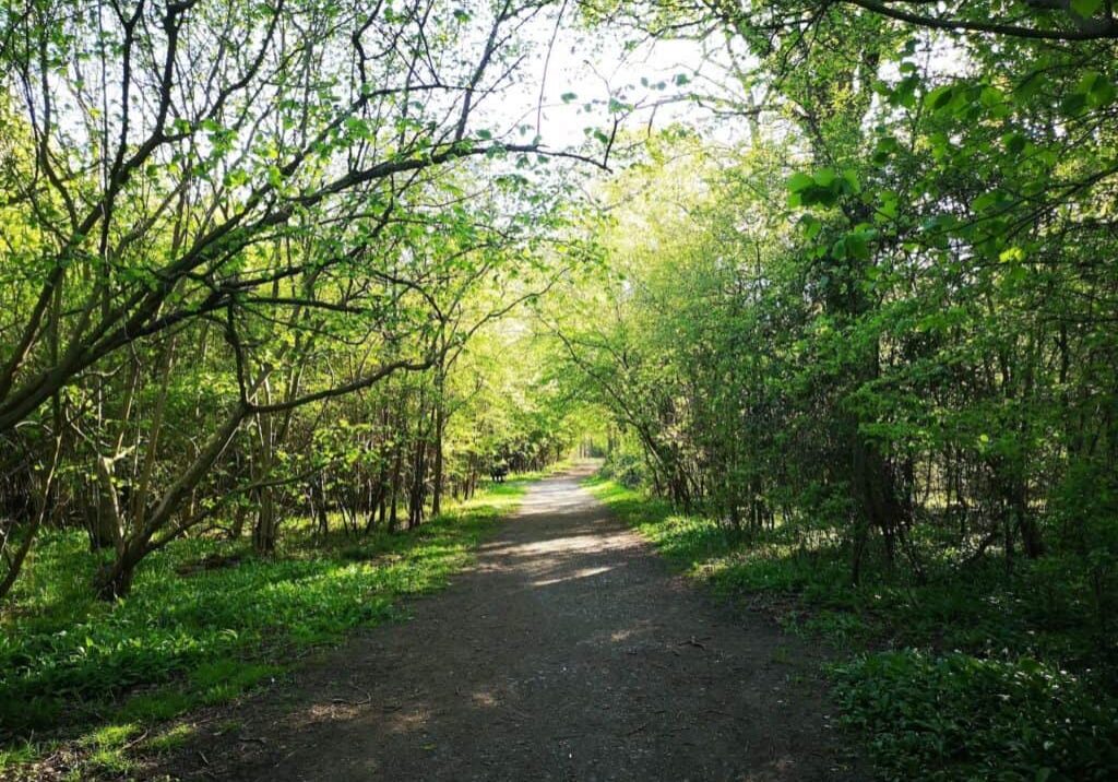 Flitwick Wood Path