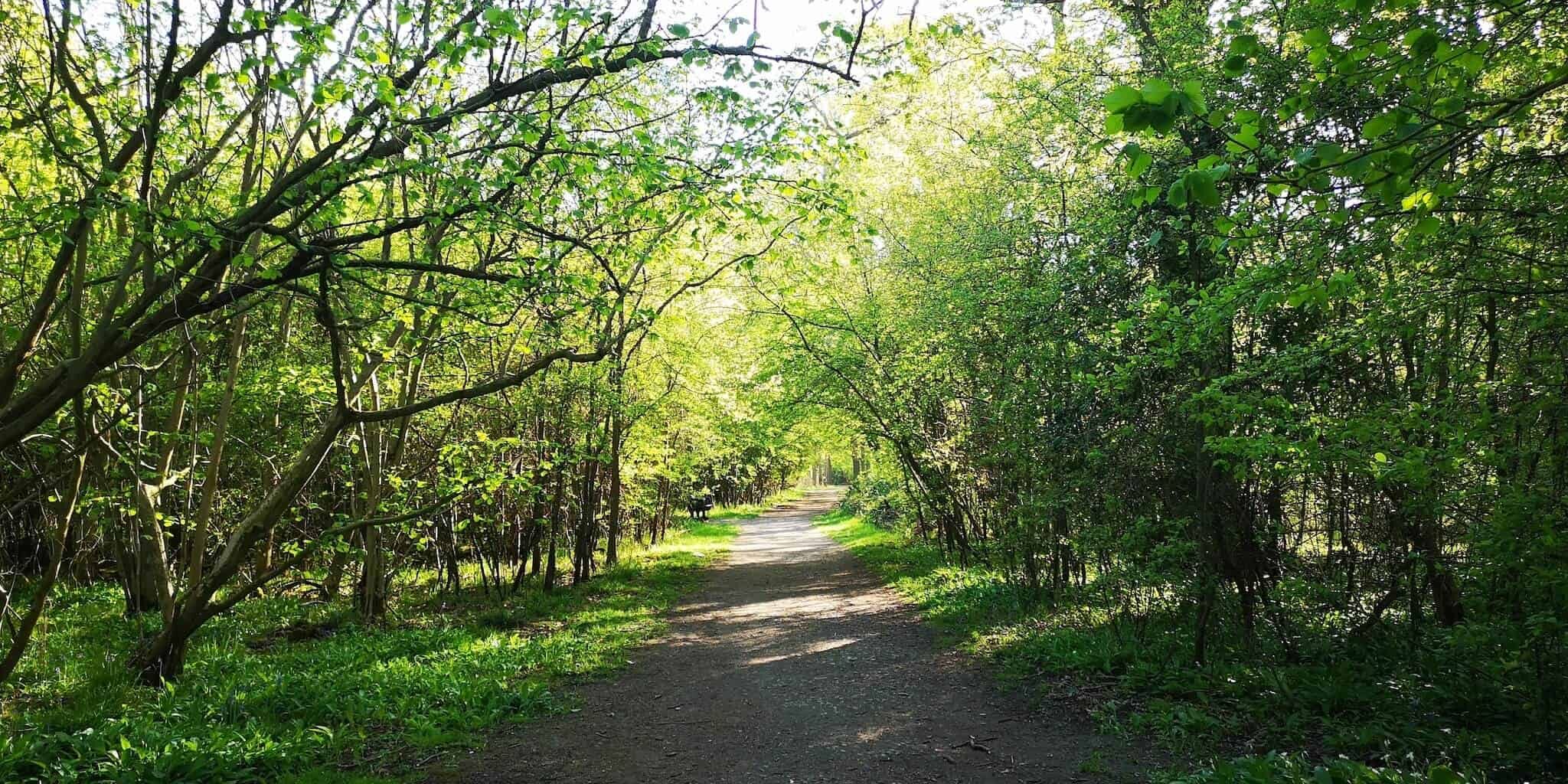 Flitwick Wood Path