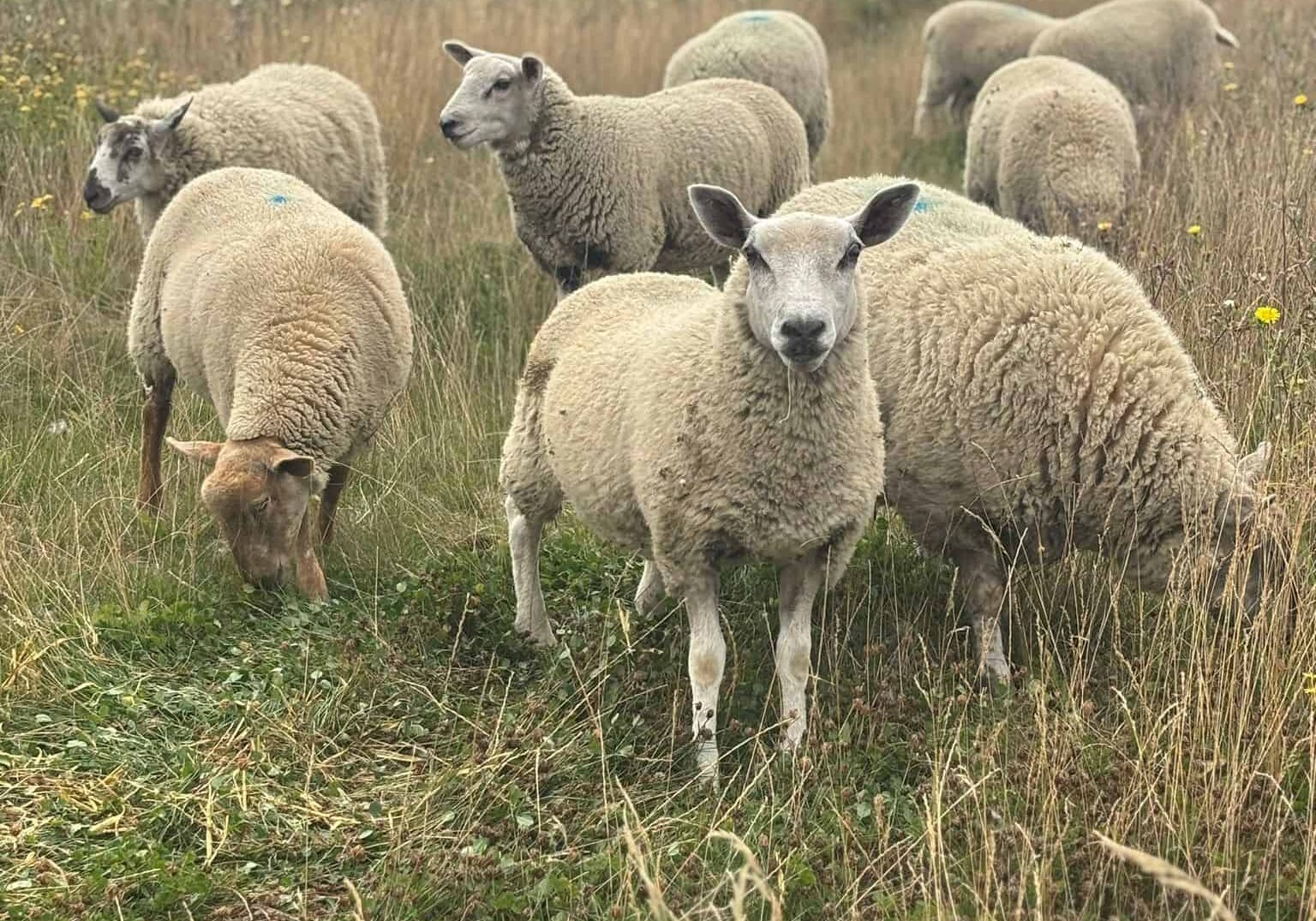 sheep grazing in a field at the Nature Park